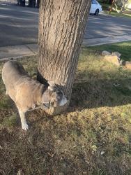 Found/Stray Female Dog last seen 39th & Alcott, Denver, CO 80211