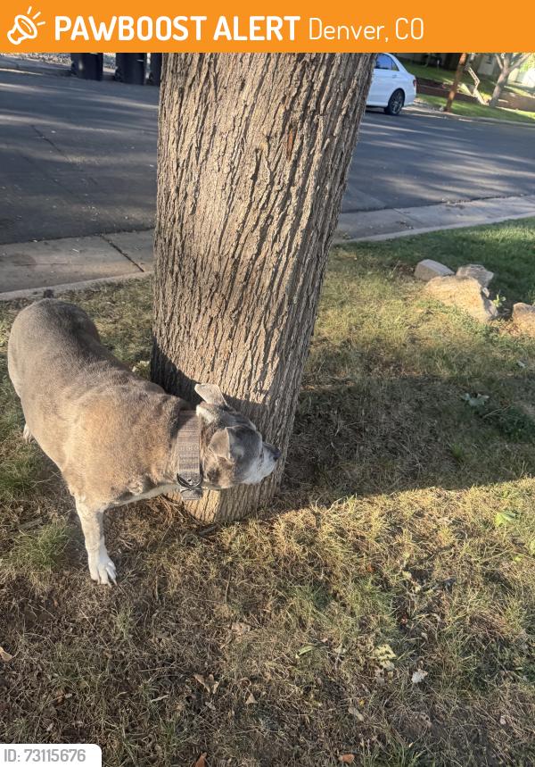 Found/Stray Female Dog last seen 39th & Alcott, Denver, CO 80211