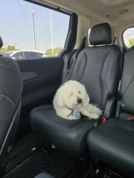 Found/Stray Male Dog last seen Downtown, Crown Point, IN 46307