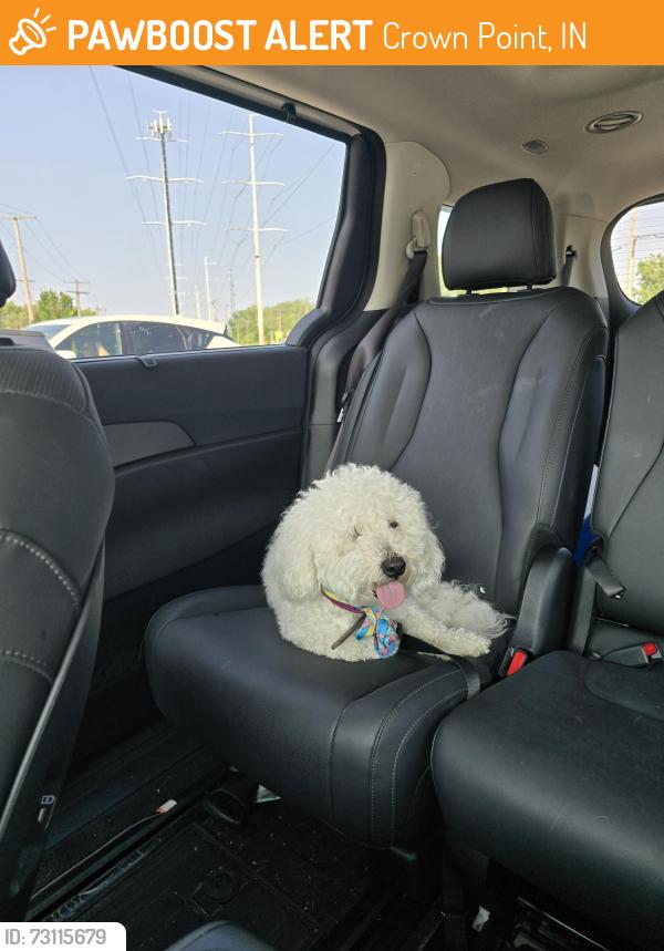 Found/Stray Male Dog last seen Downtown, Crown Point, IN 46307