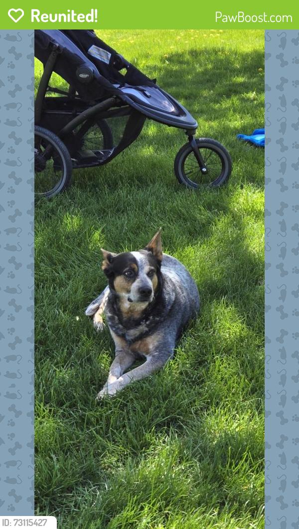 Reunited Female Dog last seen Hwy 19 and hwy 56 in Stanton mn, Stanton, MN 55018