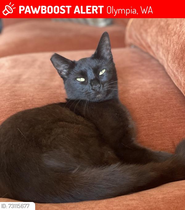 Lost Female Cat last seen Fir st se and 5th Ave se, Olympia, WA 98506