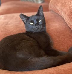 Lost Female Cat last seen Fir st se and 5th Ave se, Olympia, WA 98506