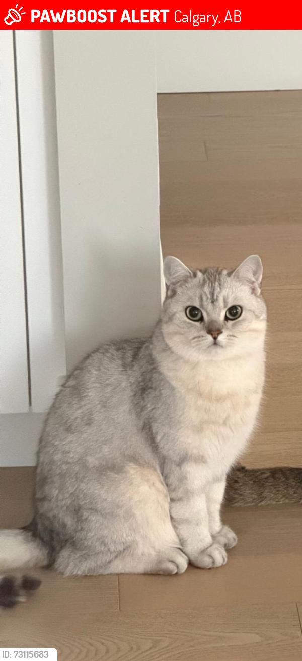 Lost Male Cat last seen 8A Ave SW, Calgary, AB 