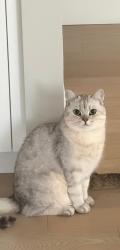 Lost Male Cat last seen 8A Ave SW, Calgary, AB 
