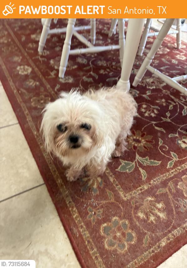 Found/Stray Unknown Dog last seen Duck pond, San Antonio, TX 78245
