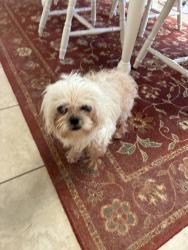 Found/Stray Unknown Dog last seen Duck pond, San Antonio, TX 78245