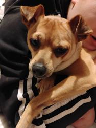 Lost Female Dog last seen Jacktown Rd, Marion, NC 28752