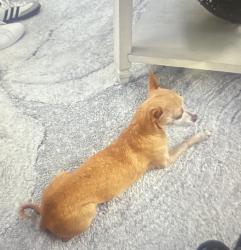 Lost Female Dog last seen Prewett ranch Dr, Antioch, CA 94531