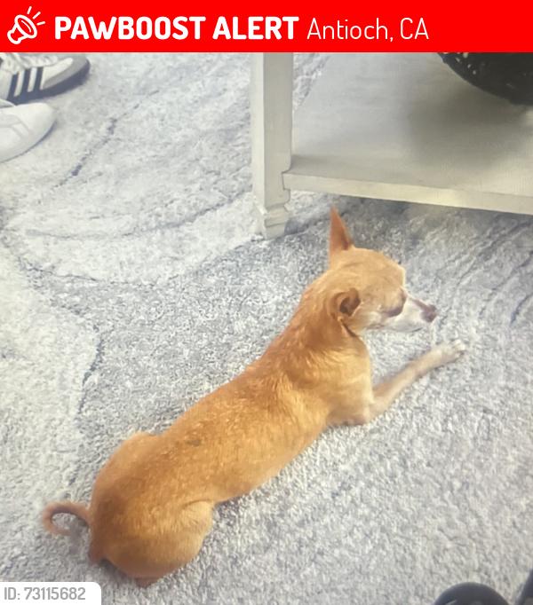 Lost Female Dog last seen Prewett ranch Dr, Antioch, CA 94531