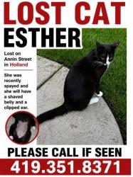 Reunited Female Cat last seen Peacock Lane & Nightingale, Springfield Township, OH 43528