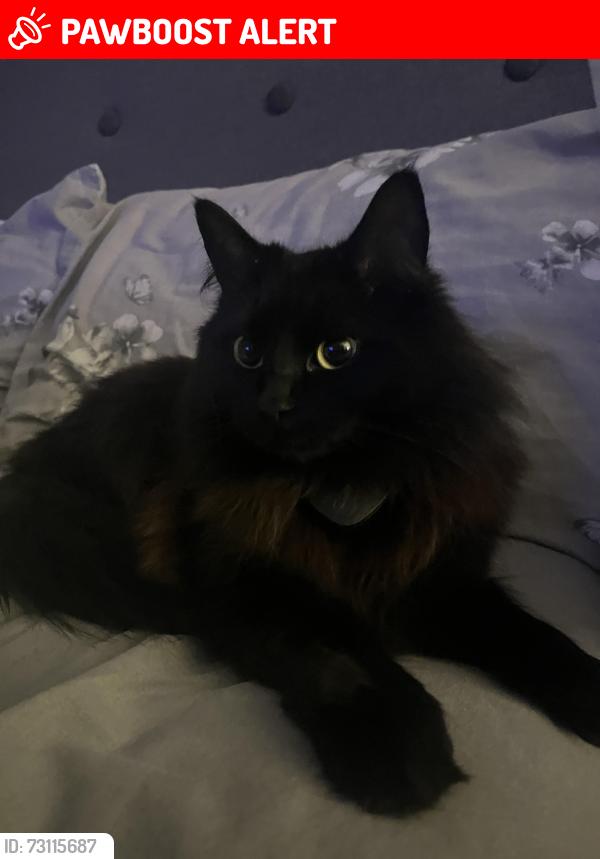 Lost Female Cat last seen Newport Shropshire Canal, Telford and Wrekin, England 
