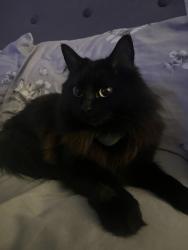Lost Female Cat last seen Newport Shropshire Canal, Telford and Wrekin, England 