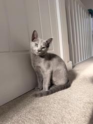 Reunited Female Cat last seen IP2 8NE, Suffolk, England IP2 8NE
