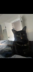 Reunited Female Cat last seen Sw Morgan road, Oklahoma City, OK 73179