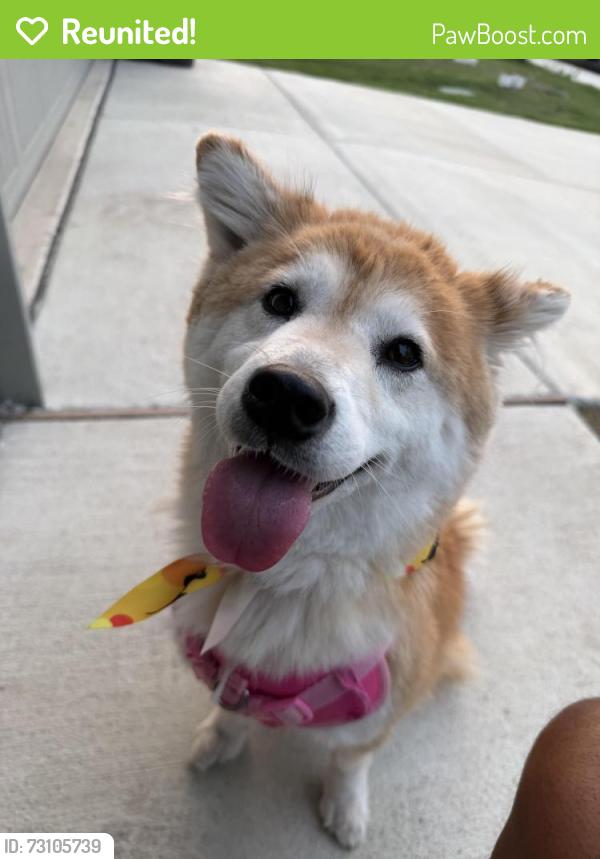 Reunited Female Dog last seen Not sure, Von Ormy, TX 78073