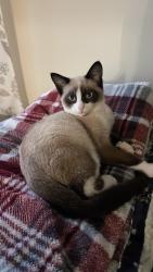 Reunited Male Cat last seen Near Trestle Glen Rd, Oakland, CA 94610, USA, Oakland, CA 94610