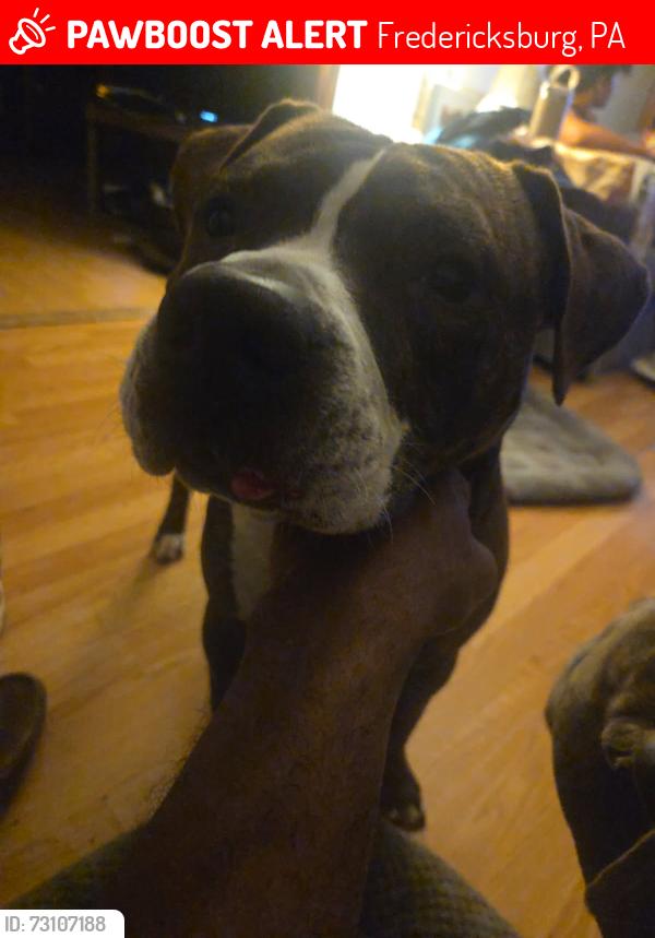Lost Male Dog last seen Near North Center St, Fredericksburg, PA 17026