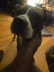 Lost Male Dog last seen Near North Center St, Fredericksburg, PA 17026