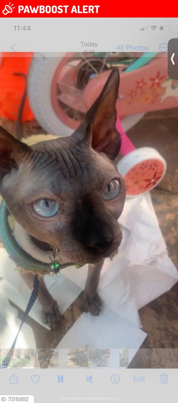 Lost Male Cat last seen Livesey branch road, Blackburn with Darwen, England 