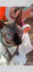 Lost Male Cat last seen Livesey branch road, Blackburn with Darwen, England 