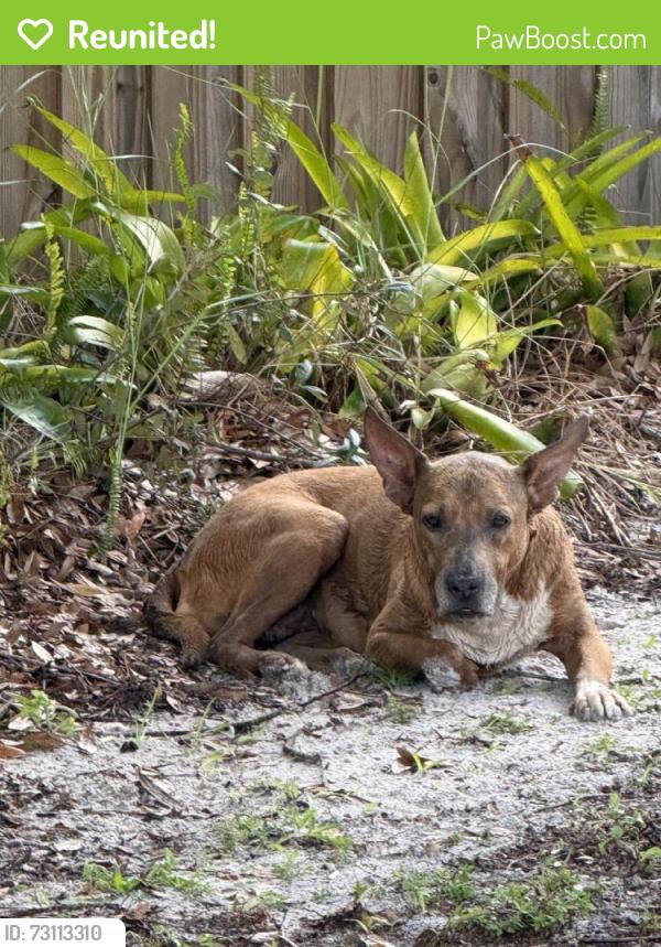Reunited Female Dog last seen Buck Rd, Orlando, FL 32817, USA, Orlando, FL 32817