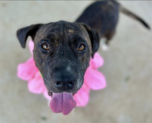 Shelter Stray Female Dog last seen CHARLOTTE, 8315 Byrum Dr, Charlotte, NC 28217, USA
