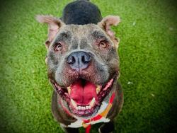 Shelter Stray Male Dog last seen , 2769 Conroy Rd, Orlando, FL 32839, USA