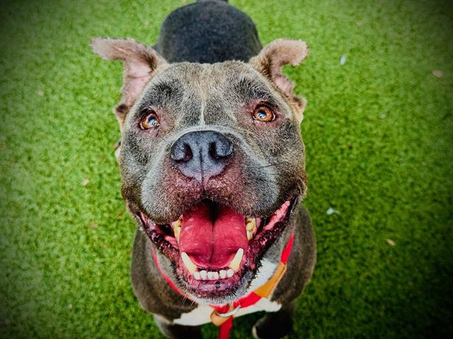Shelter Stray Male Dog last seen , 2769 Conroy Rd, Orlando, FL 32839, USA