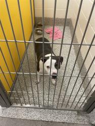 Shelter Stray Female Dog last seen , 4000 N Silverbell Rd, Tucson, AZ 85745, USA