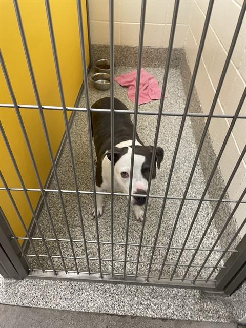 Shelter Stray Female Dog last seen , 4000 N Silverbell Rd, Tucson, AZ 85745, USA