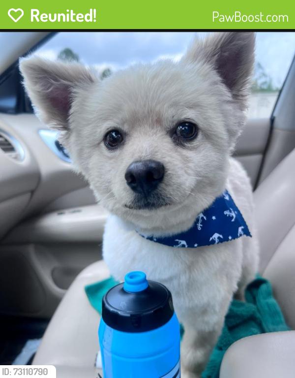 Reunited Male Dog last seen Unicorn Ln, Henderson County, NC 28726
