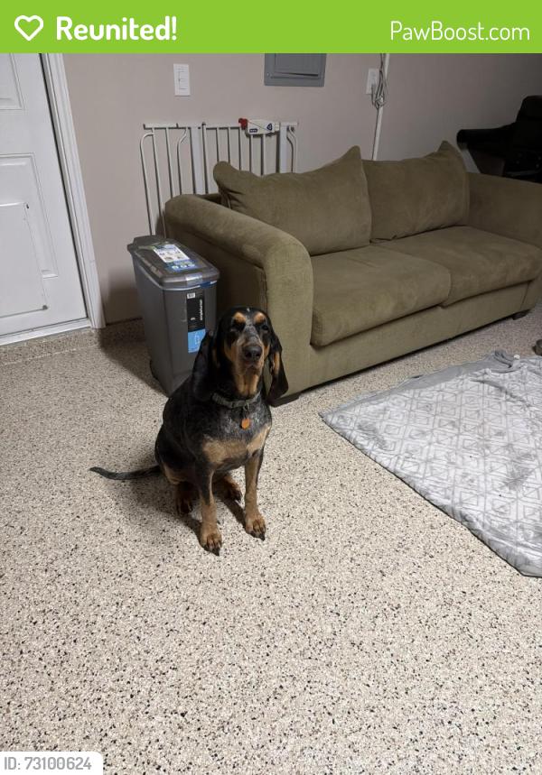 Reunited Female Dog last seen S Pine Lake Rd below 105, Montgomery County, TX 77534
