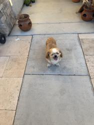 Reunited Male Dog last seen Wide Wing and Pine Warbler, North Las Vegas, NV 89084