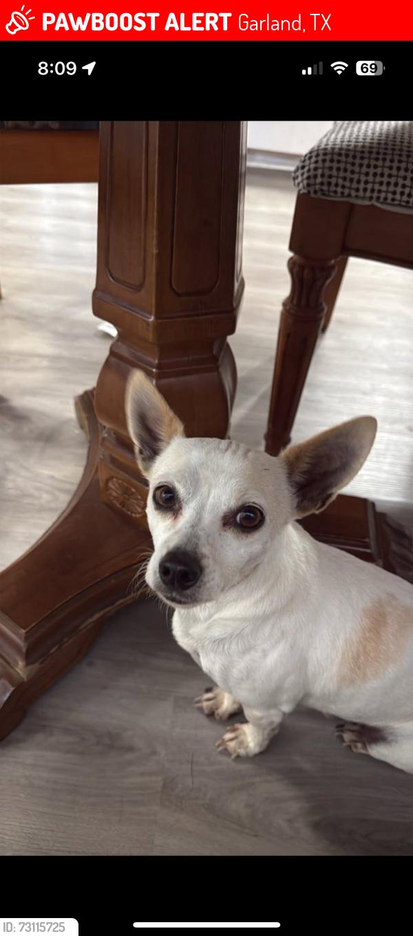 Lost Male Dog last seen Miller rd and dairy rd garland Tx, Garland, TX 75041