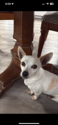Lost Male Dog last seen Miller rd and dairy rd garland Tx, Garland, TX 75041