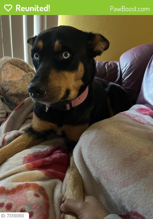Reunited Female Dog last seen Dodic st, San Antonio, TX 78221