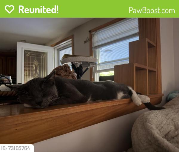 Reunited Male Cat last seen Near Shea street, Fitchburg, MA 01420