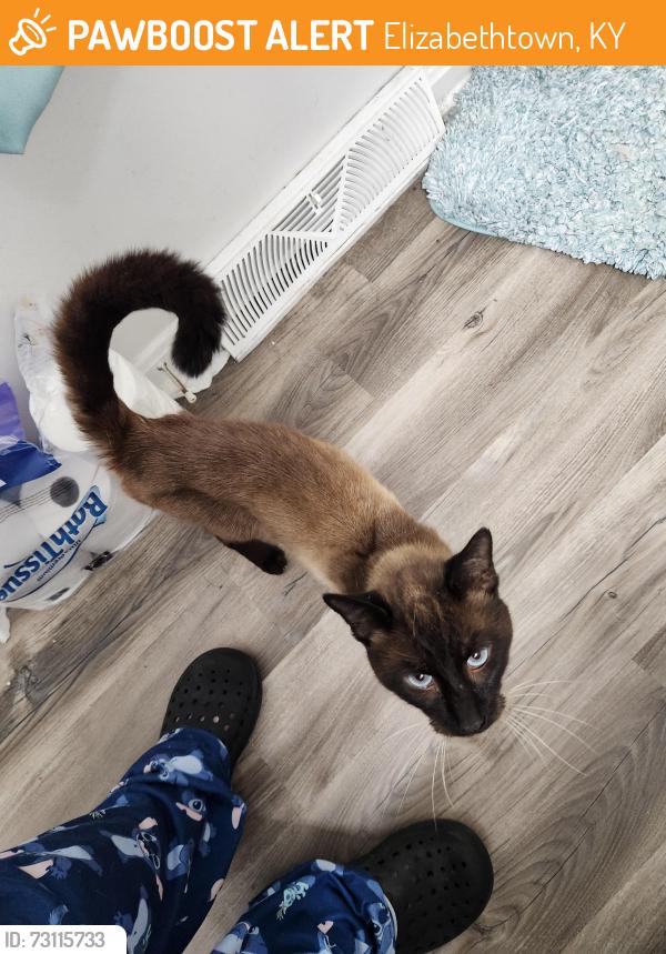 Found/Stray Male Cat last seen Pintail ct, Elizabethtown, KY 42701