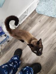 Found/Stray Male Cat last seen Pintail ct, Elizabethtown, KY 42701