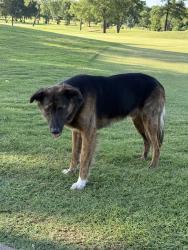 Lost Male Dog last seen Prairie Lakes Golf Course, Grand Prairie, TX 75052
