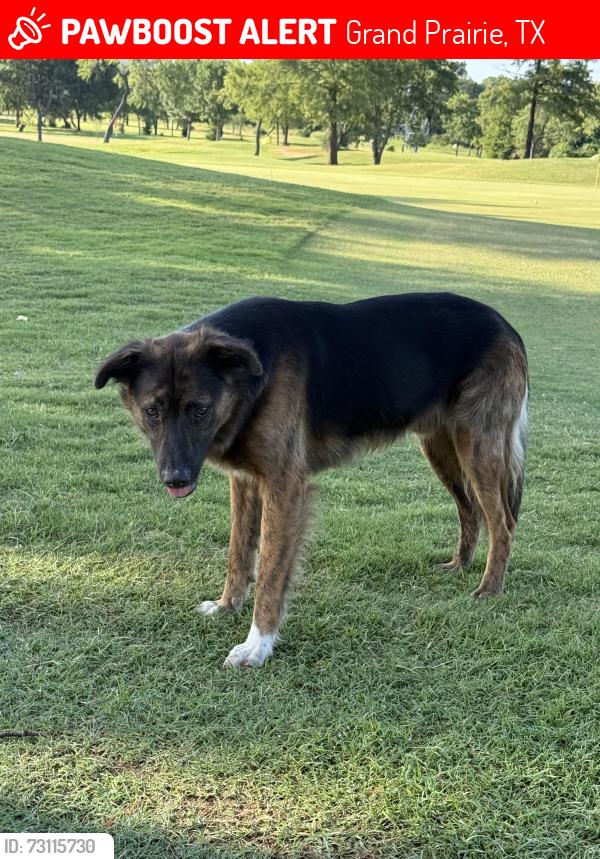 Lost Male Dog last seen Prairie Lakes Golf Course, Grand Prairie, TX 75052