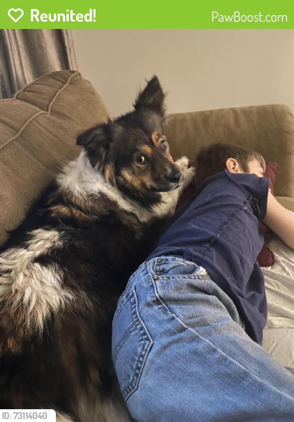 Reunited Female Dog last seen Neilson Rd and Hillsboro, Davisburg, MI 48350