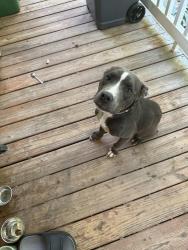 Found/Stray Female Dog last seen White horse Rd, Travelers Rest, SC 29690