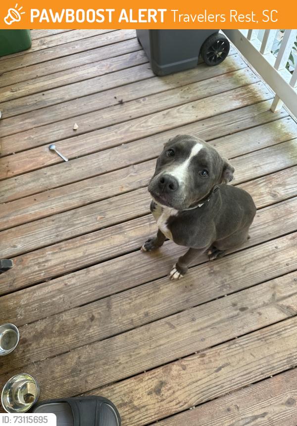 Found/Stray Female Dog last seen White horse Rd, Travelers Rest, SC 29690