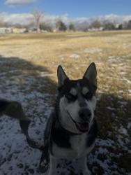 Reunited Female Dog last seen San Mateo and Comanche, Albuquerque, NM 87110