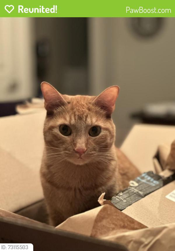 Reunited Male Cat last seen Near Darby and Hoffman elementary, Hilliard, OH 43026