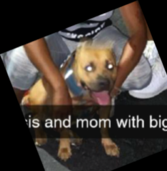 Lost Female Dog last seen 23rd Ave and dunlap, Phoenix, AZ 85021