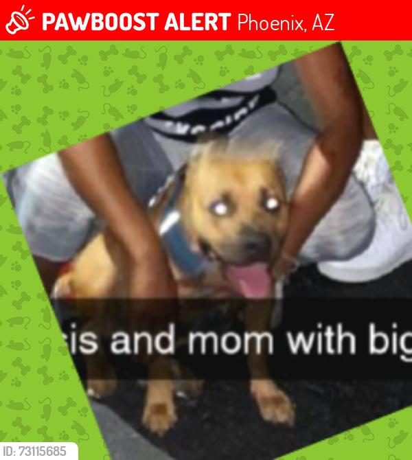 Lost Female Dog last seen 23rd Ave and dunlap, Phoenix, AZ 85021