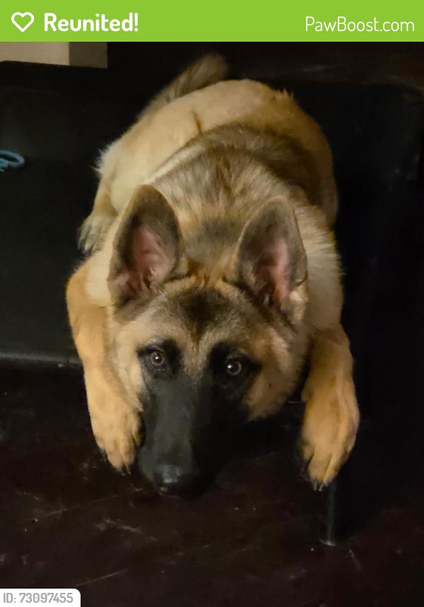 Reunited Female Dog last seen Lakeview and Foster, San Antonio, TX 78244
